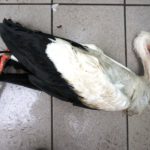 Das Schicksal unseres Elsässer-Storches