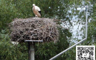 Die Kamera zeichnet gnadenlos auf… und begeistert trotzdem!