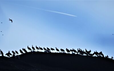 Neues Jahr – neues Storchenglück?